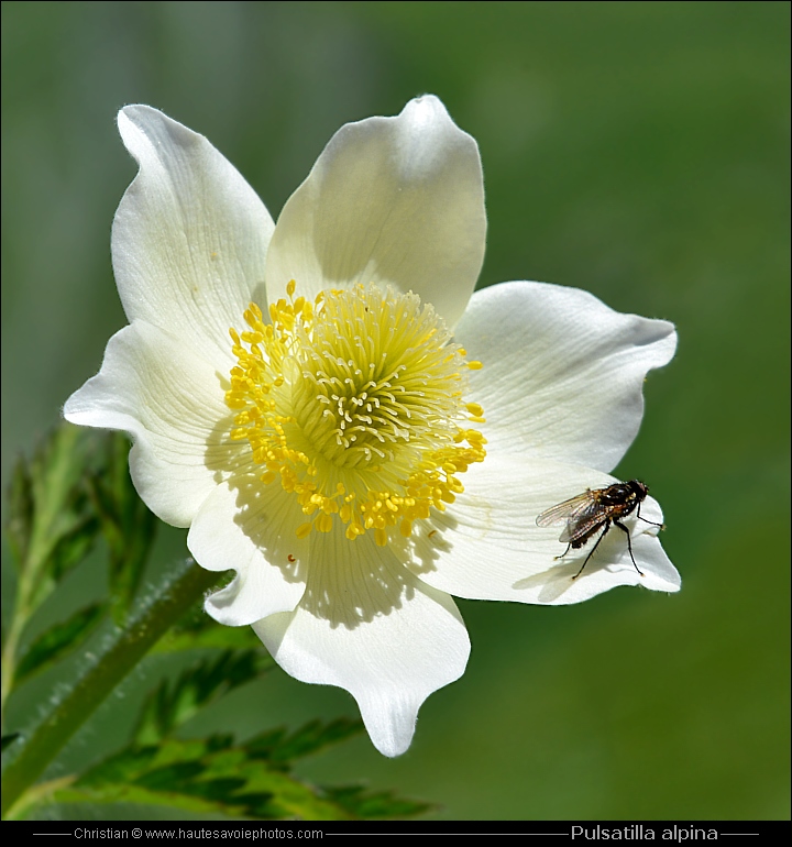 Pulsatille des Alpes - Pulsatilla alpina