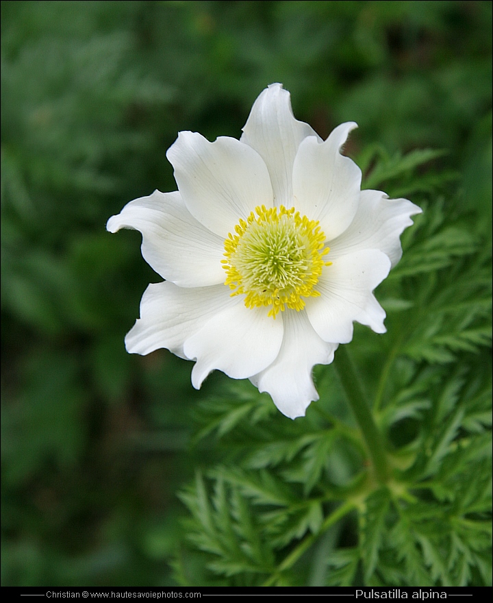 Pulsatille des Alpes - Pulsatilla alpina