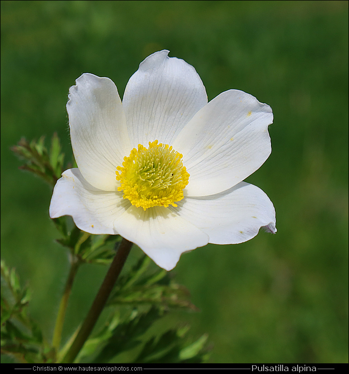 Pulsatille des Alpes - Pulsatilla alpina