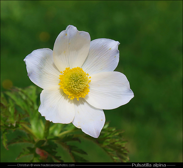 Pulsatille des Alpes - Pulsatilla alpina