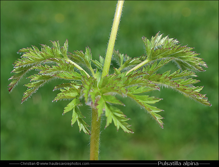 Pulsatille des Alpes - Pulsatilla alpina