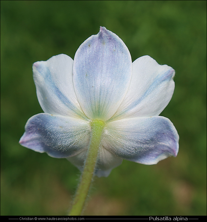 Pulsatille des Alpes - Pulsatilla alpina