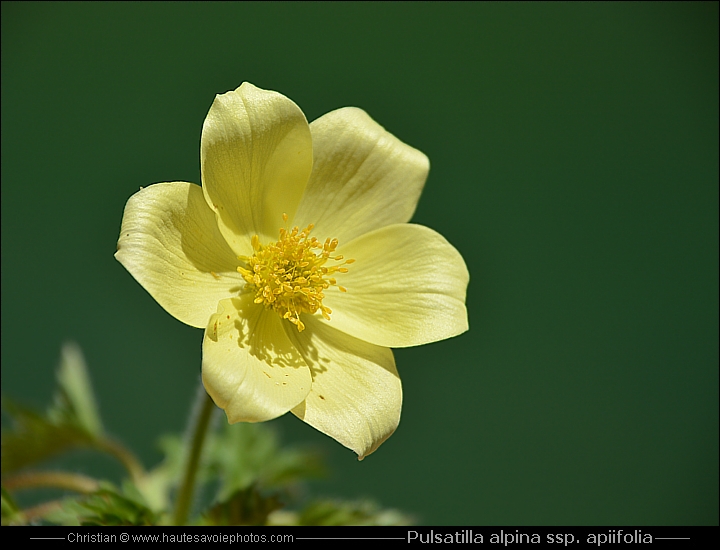 Anémone soufrée - Pulsatilla alpina spp. apiifolia