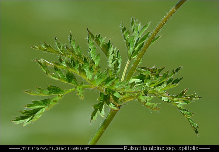 Anémone soufrée - Pulsatilla alpina spp. apiifolia