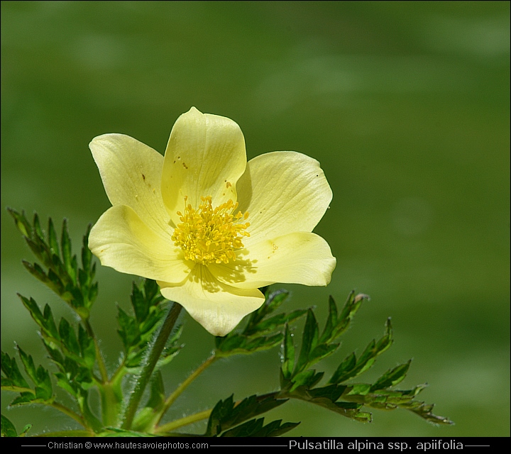 Anémone soufrée - Pulsatilla alpina spp. apiifolia