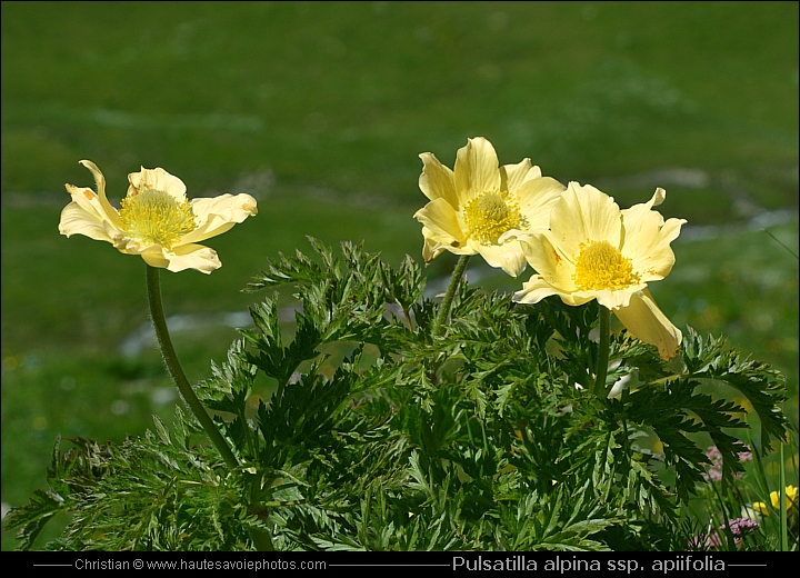 Anémone soufrée - Pulsatilla alpina spp. apiifolia