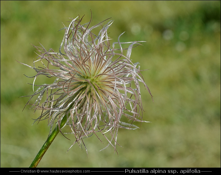 Fruit de l'Anémone soufrée - Pulsatilla alpina spp. apiifolia