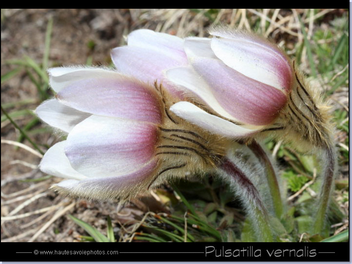 Pulsatille printanière - Pulsatilla vernalis