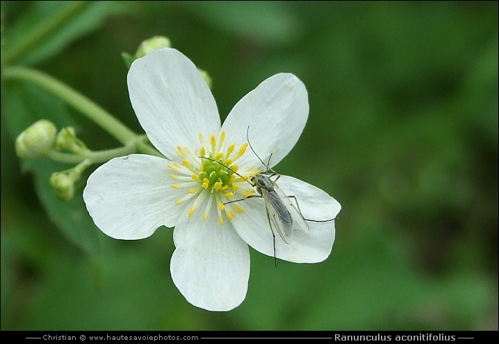 Renoncule à feuilles d'aconit - Ranunculus aconitifolius