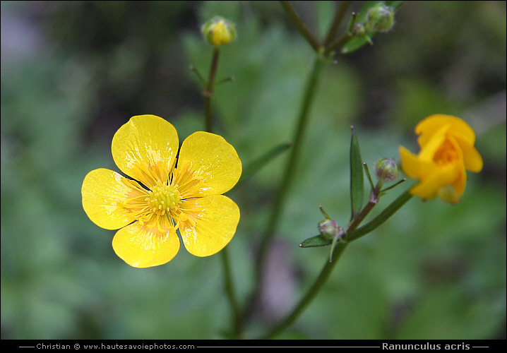 Bouton d'or - Ranunculus acris