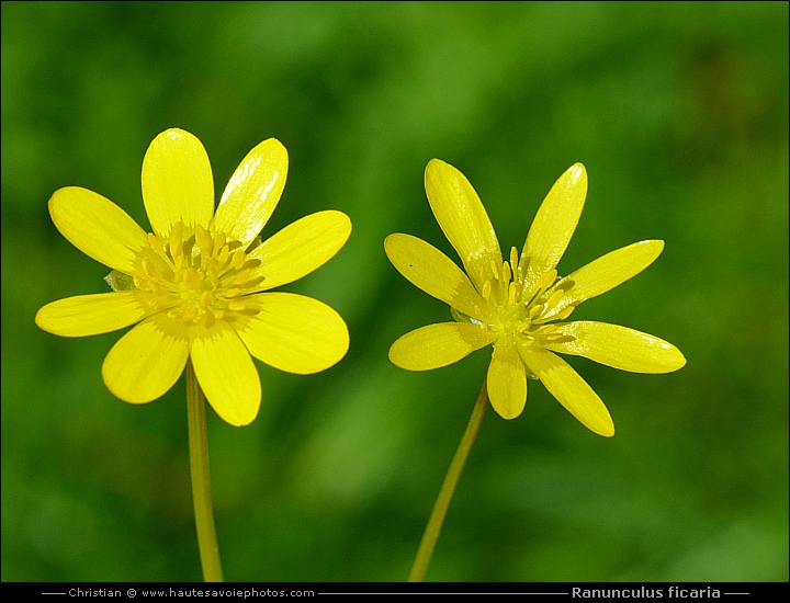 Ficaire - Ranunculus ficaria