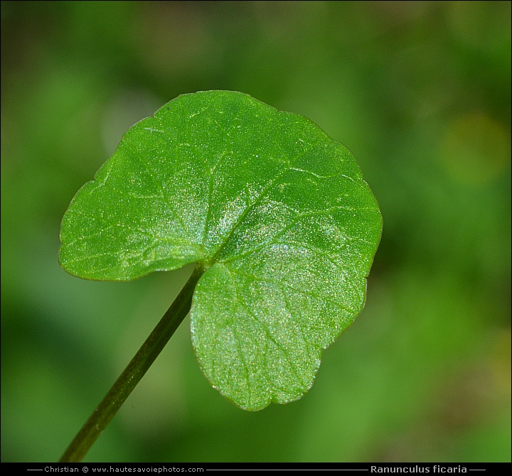 Ficaire - Ranunculus ficaria