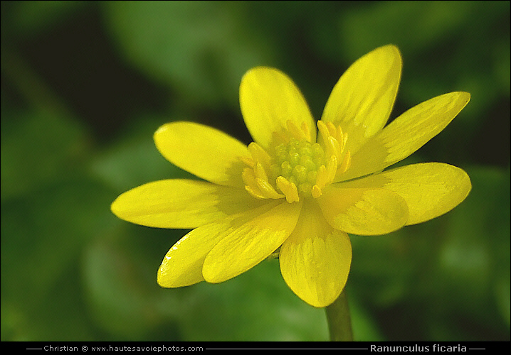 Ficaire - Ranunculus ficaria