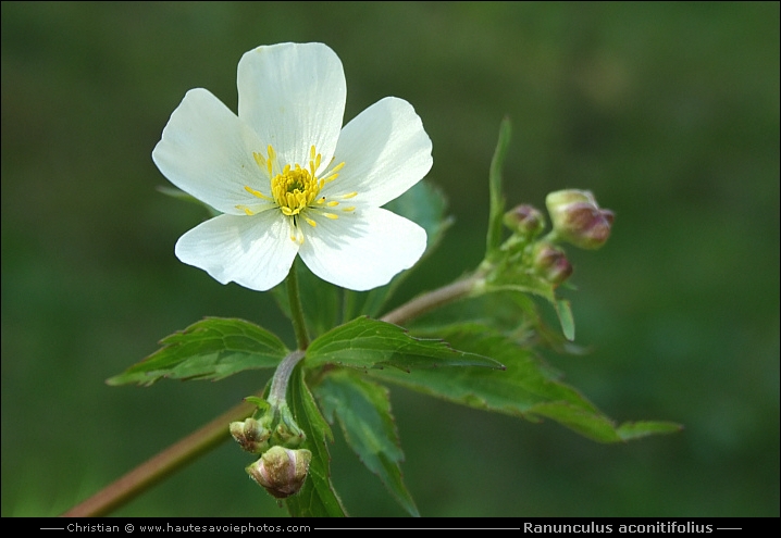 Renoncule à feuilles d'aconit - Ranunculus aconitifolius