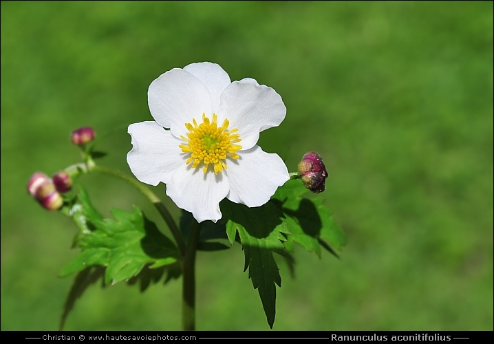 Renoncule à feuilles d'aconit - Ranunculus aconitifolius