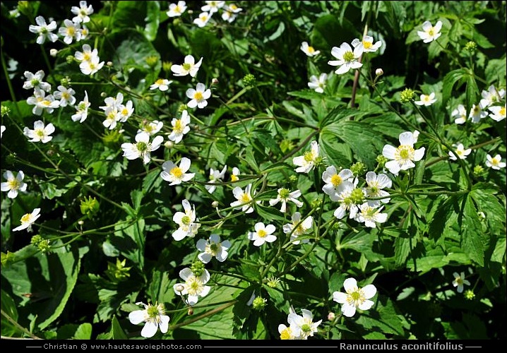 Renoncule à feuilles d'aconit - Ranunculus aconitifolius