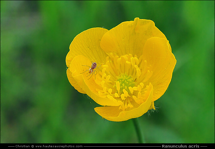 Bouton d'or - Ranunculus acris