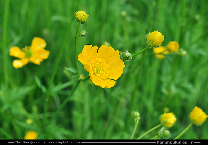 Bouton d'or - Ranunculus acris