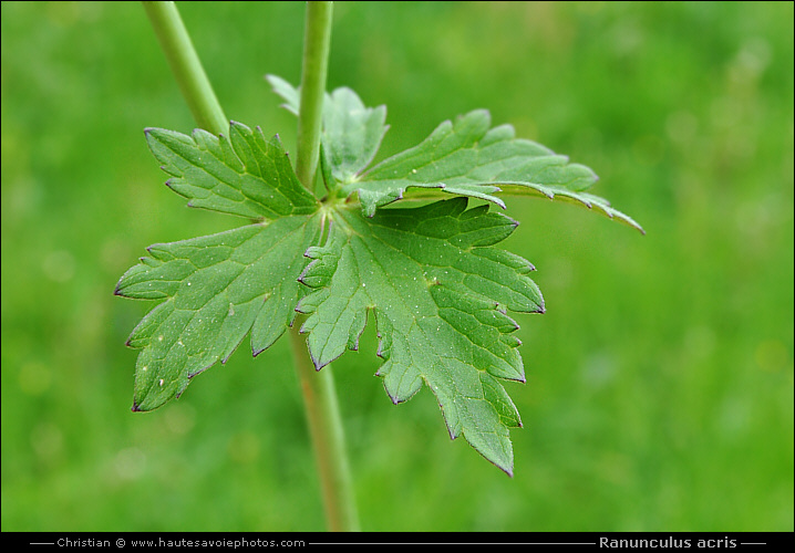 feuille du Bouton d'or - Ranunculus acris