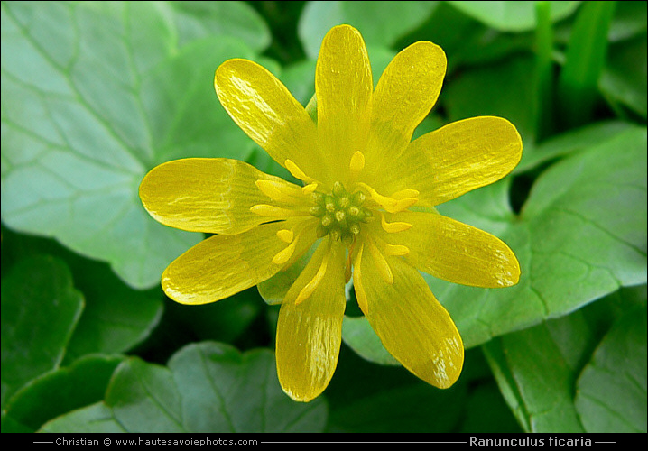 Ficaire - Ranunculus ficaria