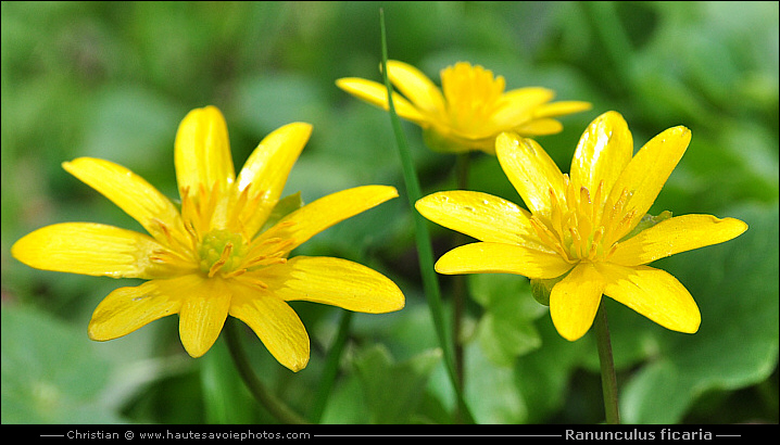 Ficaire - Ranunculus ficaria