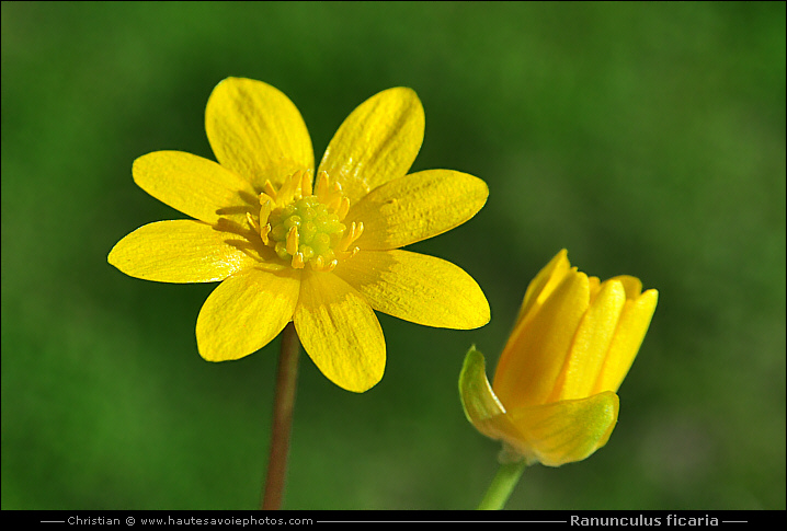 Ficaire - Ranunculus ficaria