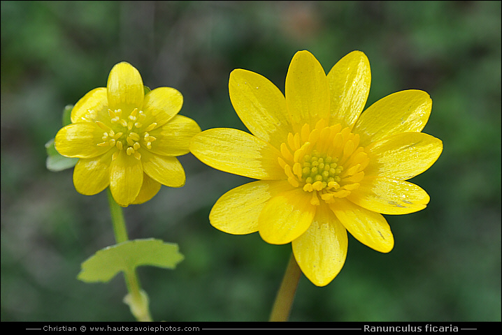 Ficaire - Ranunculus ficaria