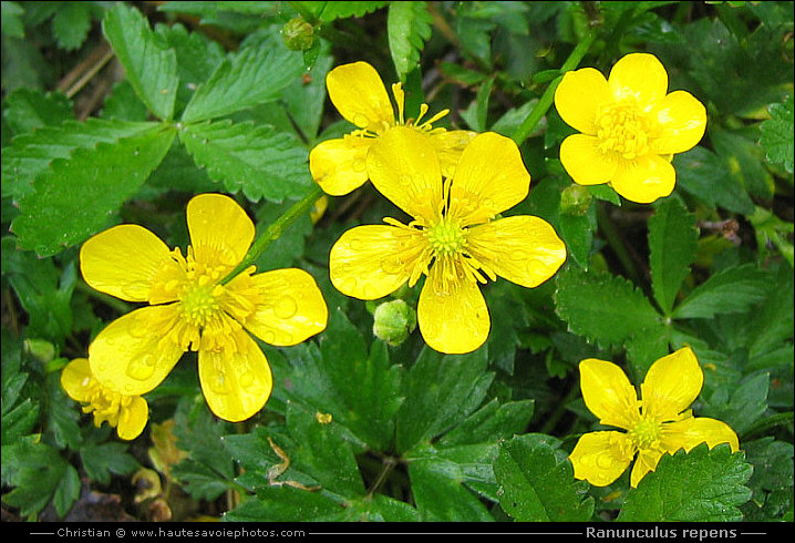 Renoncule rampante - Ranunculus repens