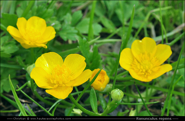 Renoncule rampante - Ranunculus repens