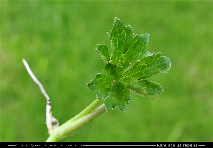 Renoncule rampante - Ranunculus repens