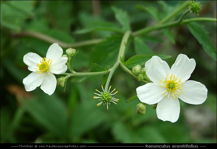 Renoncule à feuilles d'aconit - Ranunculus aconitifolius