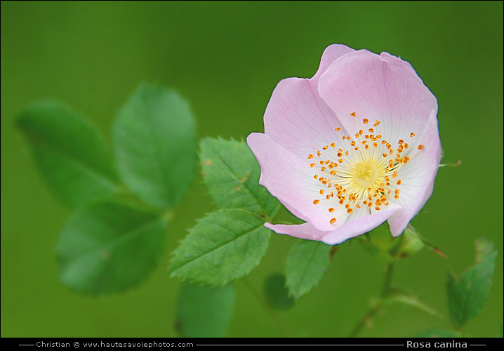 Eglantier - Rosa canina