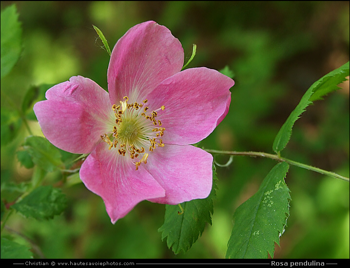 Rosier des Alpes - Rosa pendulina