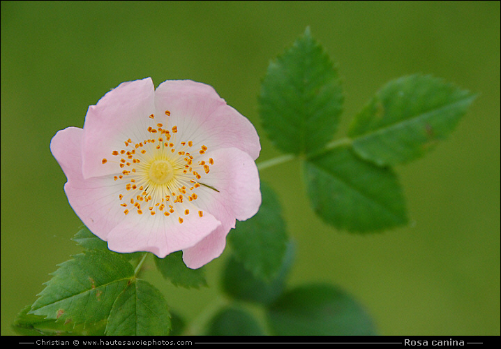 Eglantier - Rosa canina