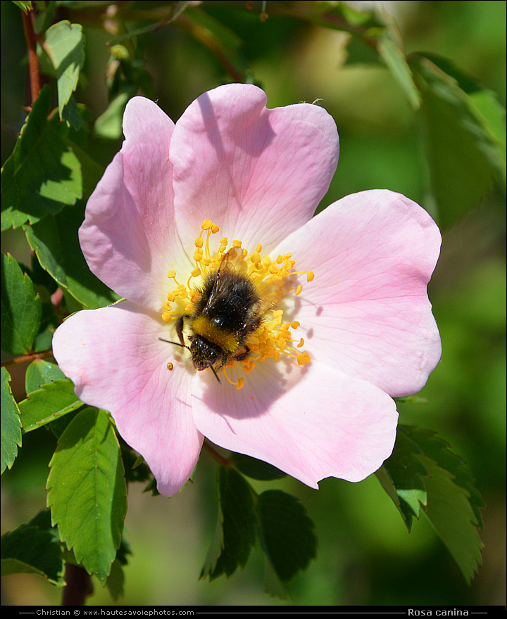 Eglantier - Rosa canina