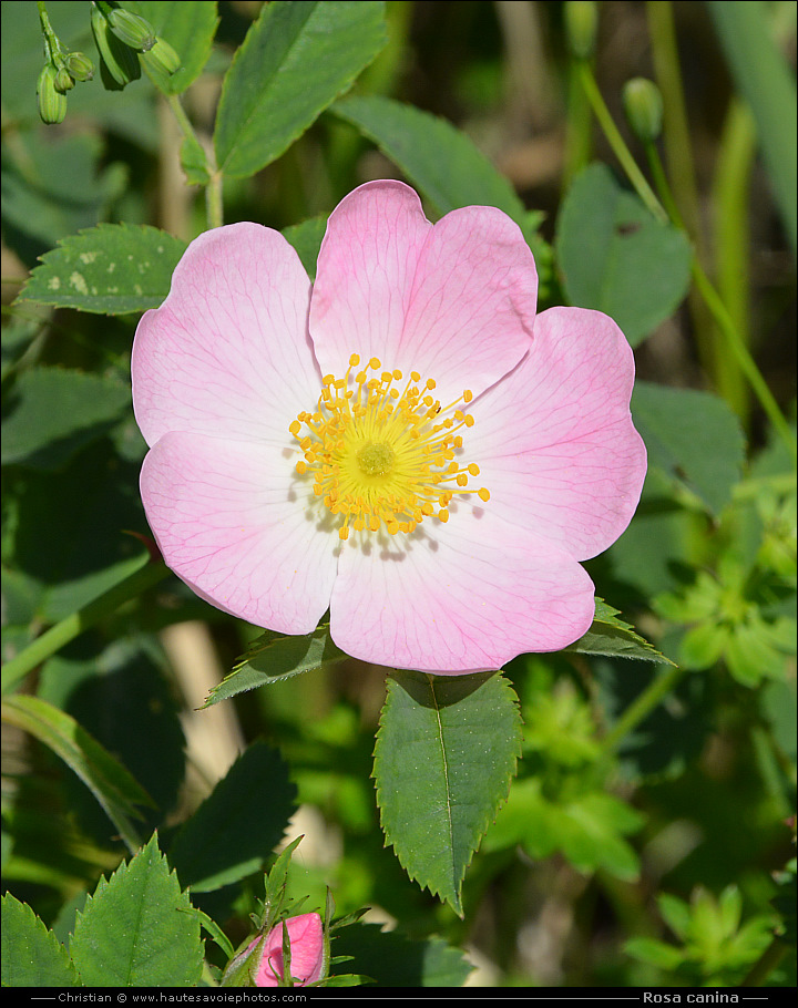 Eglantier - Rosa canina