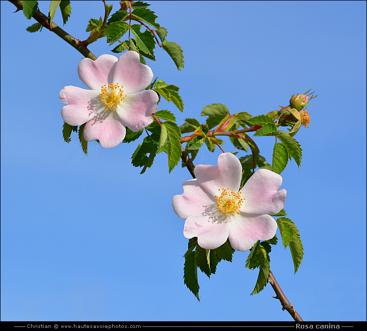 Eglantier - Rosa canina