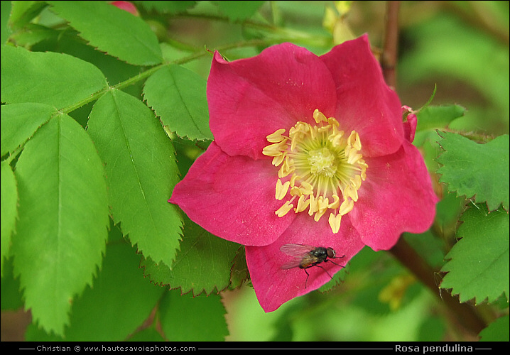 Rosier des Alpes - Rosa pendulina