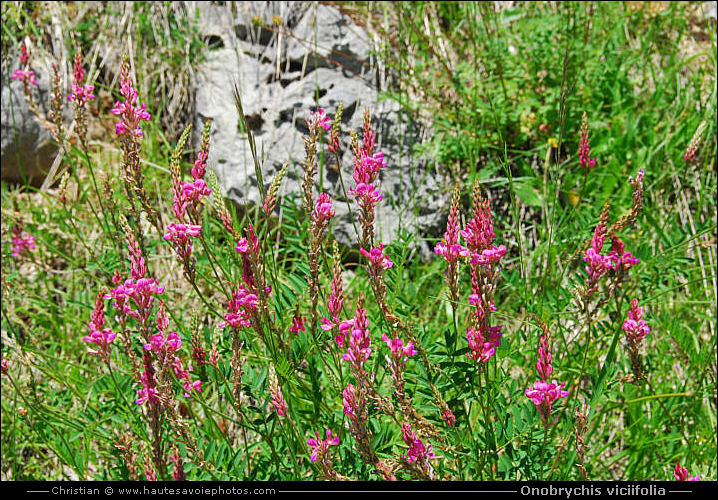 Sainfoin - Onobrychis viciifolia