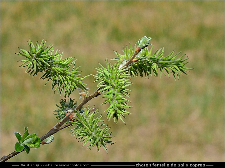 chaton femelle de Saule des chèvres - Salix caprea