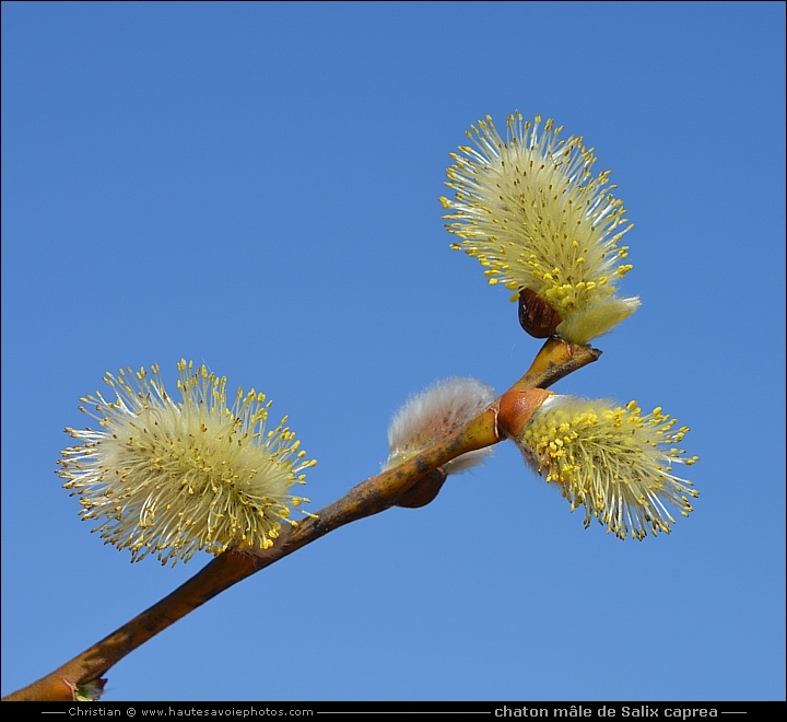 Chaton mâle de Salix caprea - Salix caprea