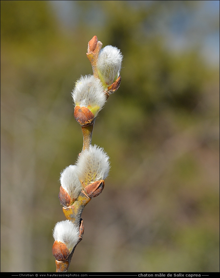 Bourgeon de Saule marsault - Salix caprea