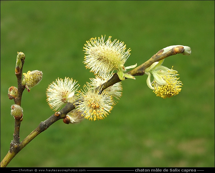 chaton mâle de Saule des chèvres - Salix caprea