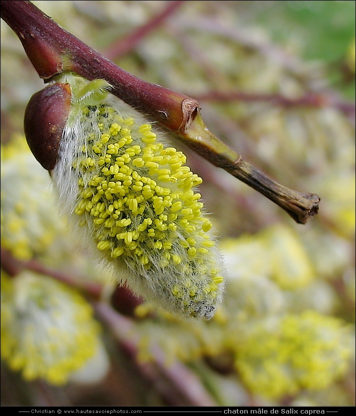 chaton mâle de Saule des chèvres - Salix caprea