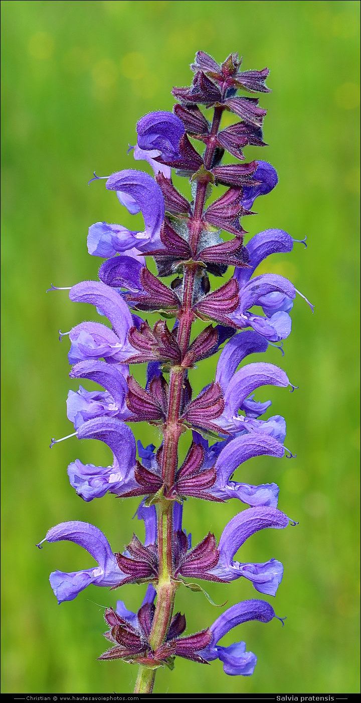 Sauge des prés - Salvia pratensis