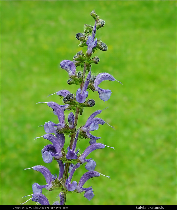 Sauge des prés - Salvia pratensis