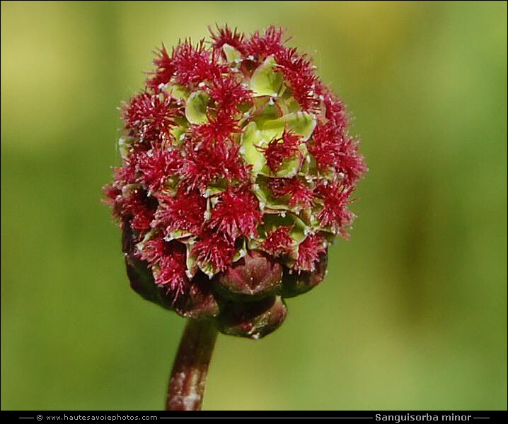 Petite pimprenelle - Sanguisorba minor