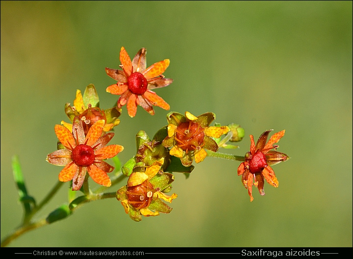 Saxifrage des ruisseaux - Saxifraga aizoides