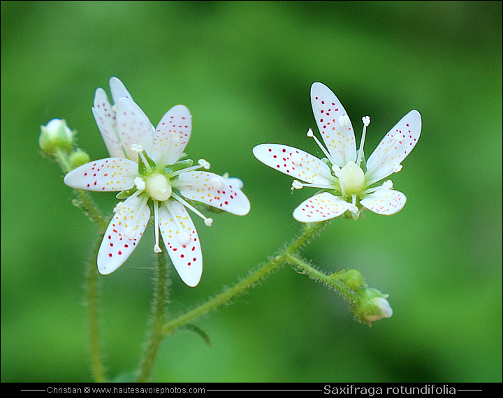 Saxifrage à feuilles rondes - Saxifraga rotundifolia