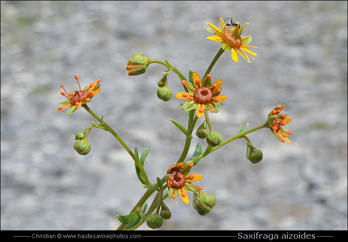 Saxifrage des ruisseaux - Saxifraga aizoides